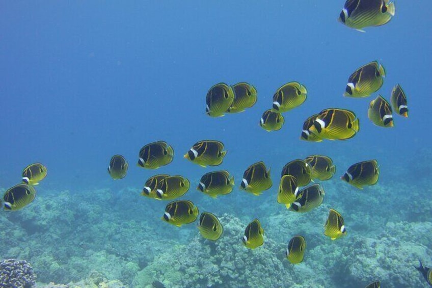 School of Fish