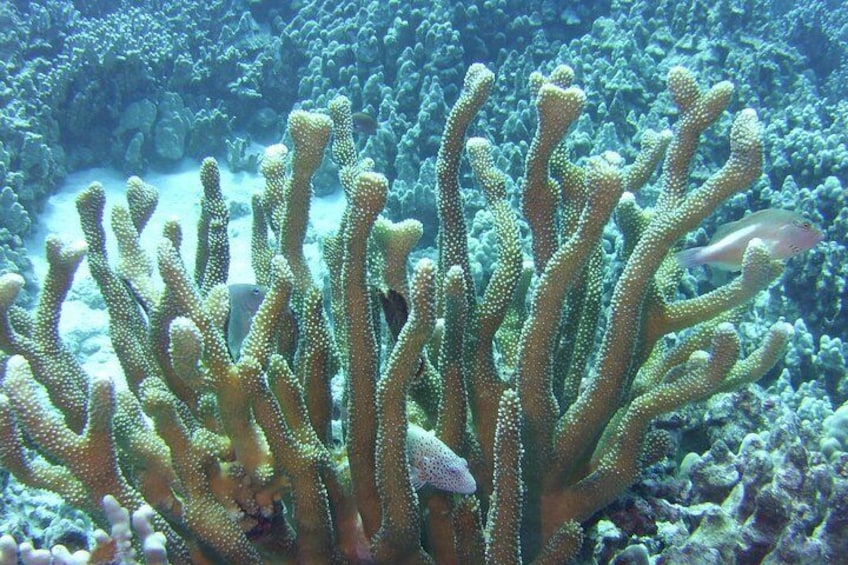 Learn about Hawaii's Coral reef ecosystem 