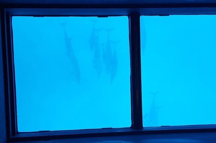 Dolphins under glass 