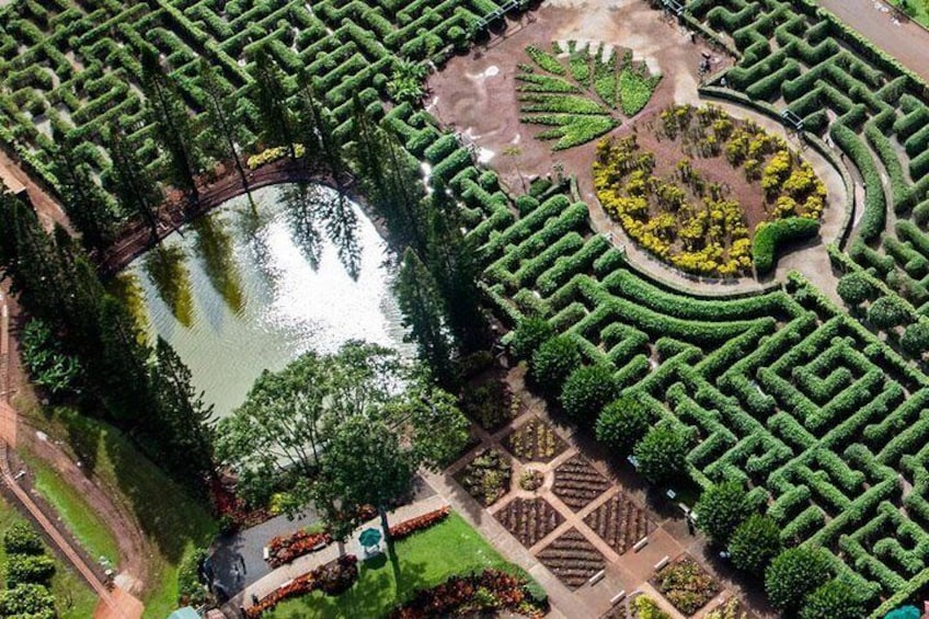 Dole Maze