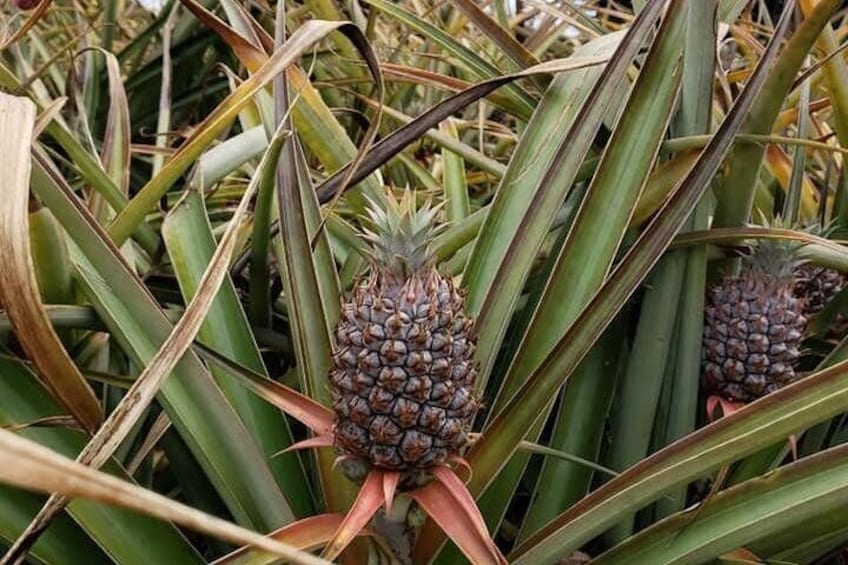 Cute Pineapple