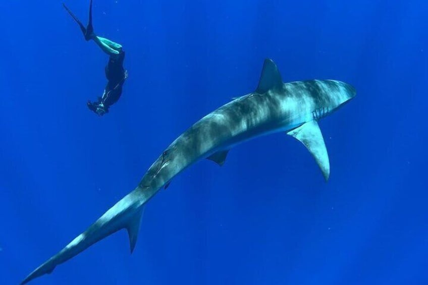 Pelagic Shark Dive Tour