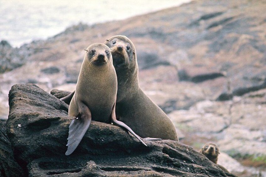 Native Milford Sound Seals