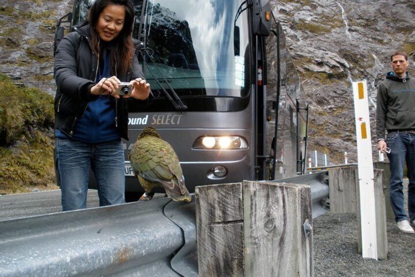 Milford Sound Select photo stop