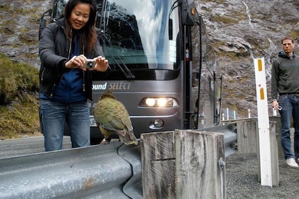 Luxury Milford Sound Coach and Scenic Cruise 