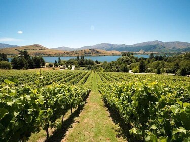 Central Otago Wine Tour from Queenstown - Includes 4 Vineyards, Lunch & Win...