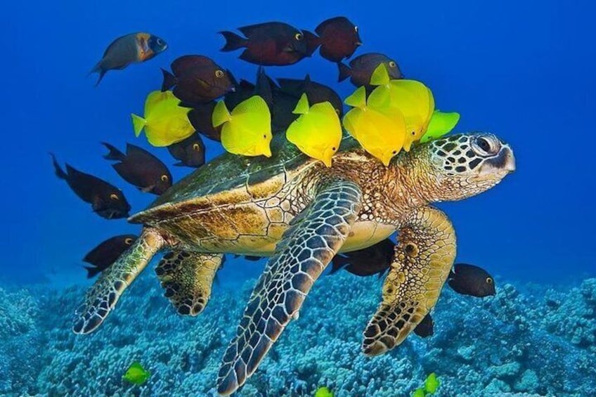 Swim with Hawaiian Green Sea Turtles in our favorite Turtle Cove 