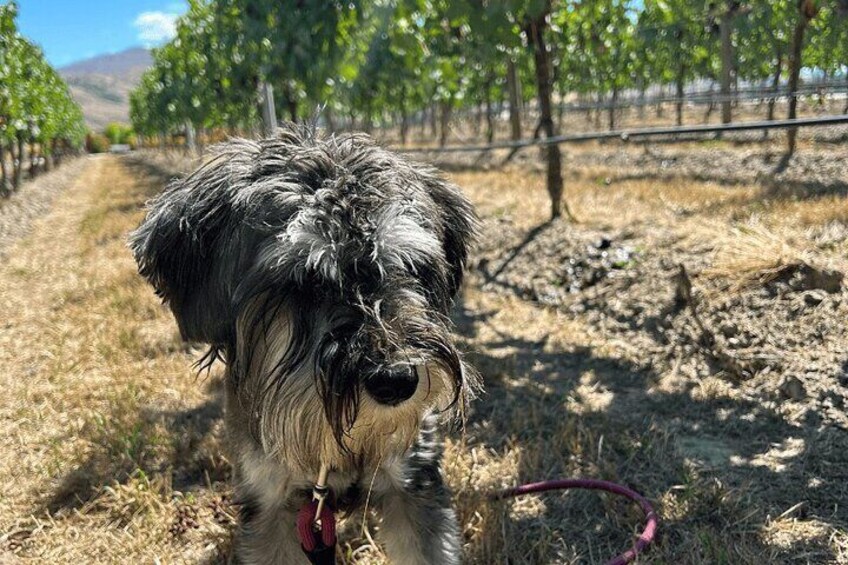 Bella the wine tour puppy