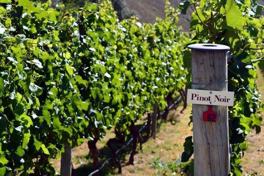 Gibbston Valley wine region is famed for our Central Otago Pinot Noir and other wine varietals