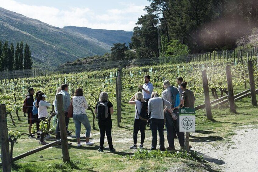 Learn about the oldest vines in Gibbston Valley sub-region on the guided wine cave tour at Gibbston Valley Wines