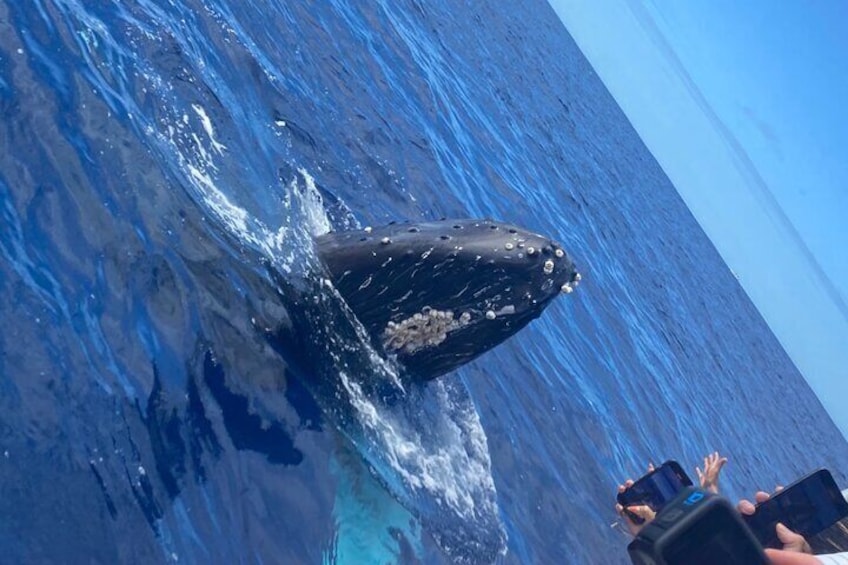 Whale Watching On The Big Island