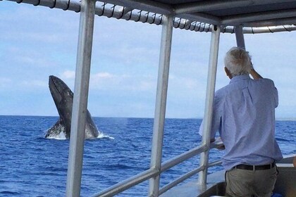 Avistamiento de ballenas en Isla Grande