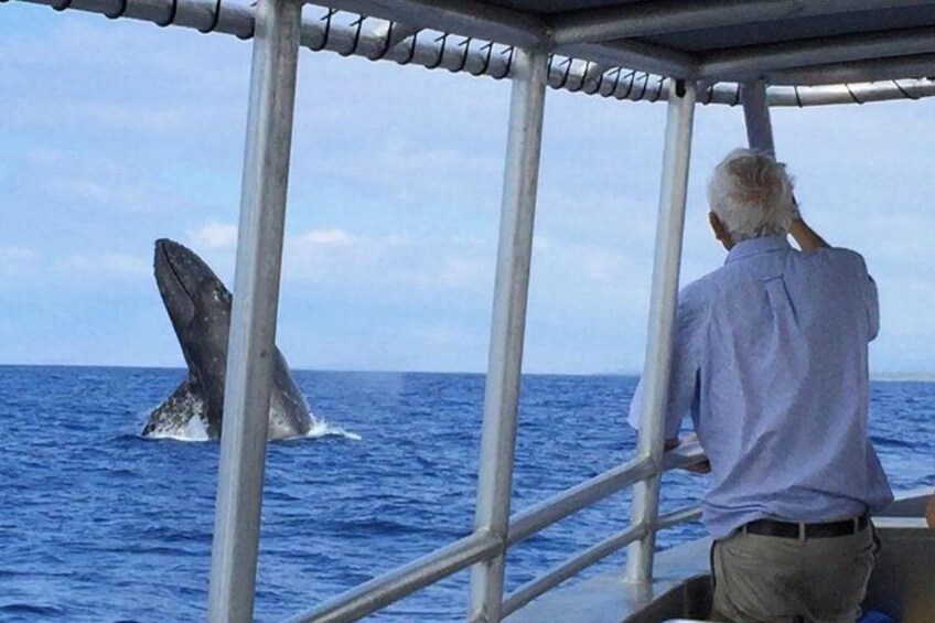 See whales from up-close