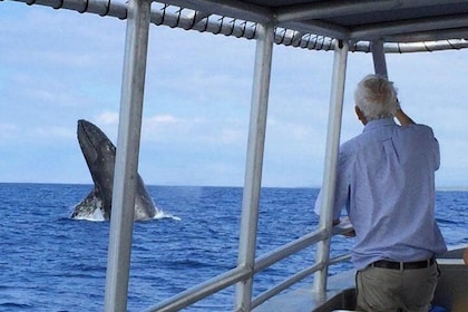 Whale Watching On The Big Island