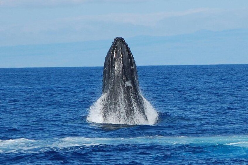 Whale Watching On The Big Island