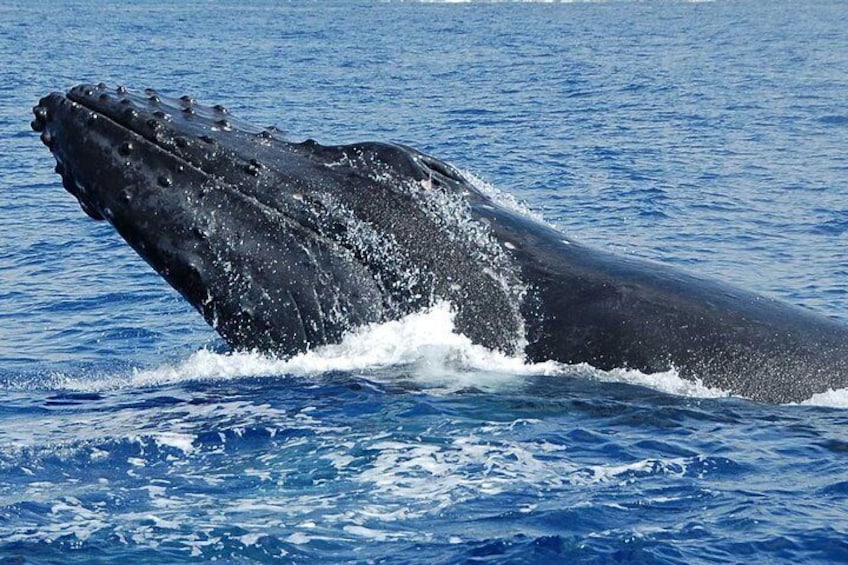 Whale Watching On The Big Island