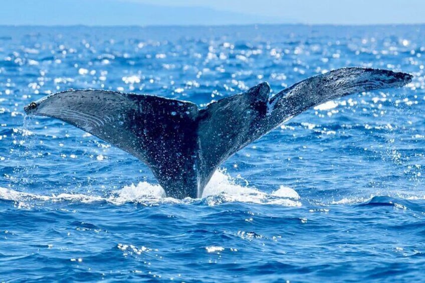 Whale Watching On The Big Island