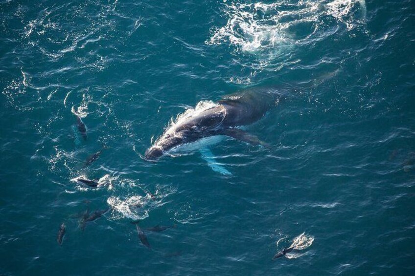 Show item 1 of 5. Ocean Safari Heli-Whale Watch