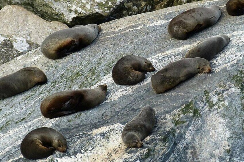 Premium Milford Sound Small Group Tour, Cruise & Picnic Lunch from Queenstown