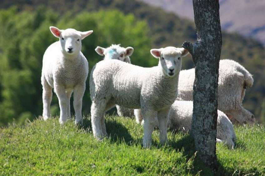 Adorable lambs in Spring