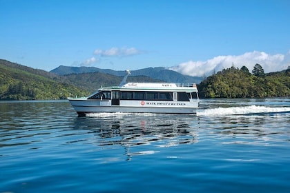 Half-Day Cruise in Marlborough Sounds from Picton