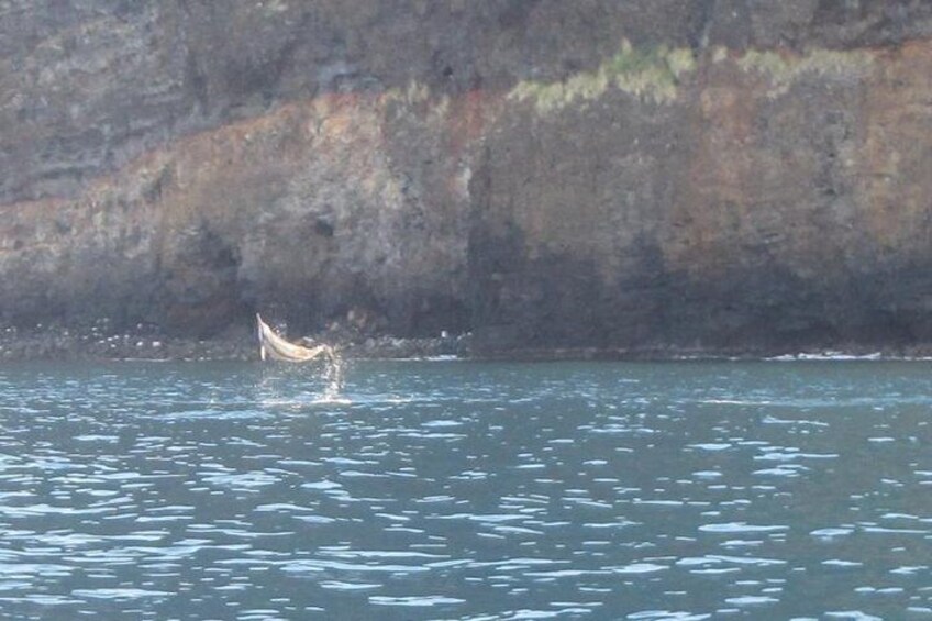 Hawaiian Spinner Dolphin at Kealakekua Bay on Kayak & Snorkel Adventure
