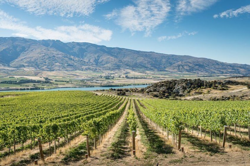 Gourmet Food and Wine Tour From Queenstown with Lunch Included