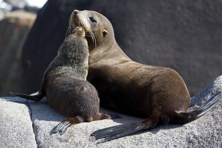 New Zealand Fur Seals basking in Milford Sound