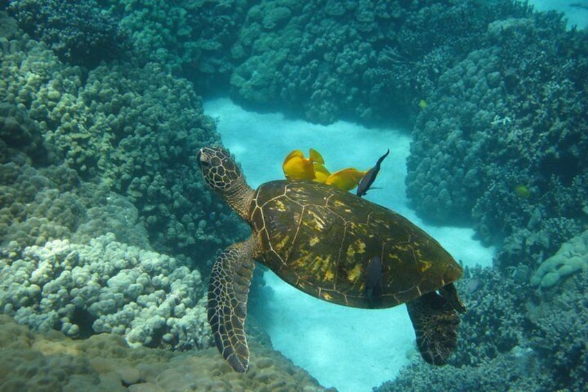 Snorkel with green sea turtles!