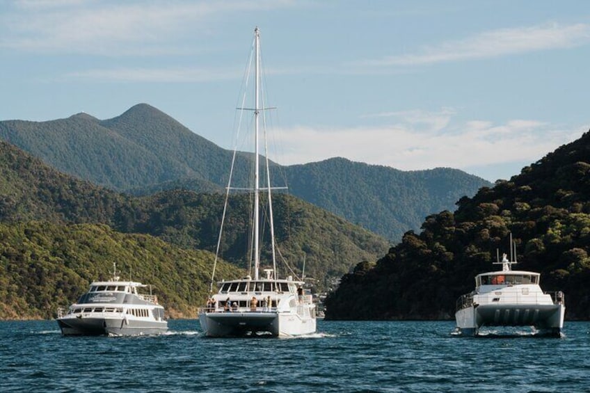 Marlborough Sounds Greenshell Mussel Tasting Cruise