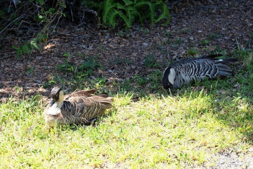 Nene's taking a nap along a trail.