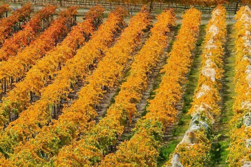 Beautiful Autumn colours in the vines