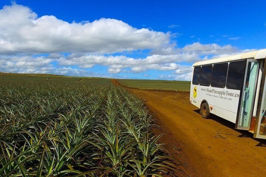 Maui Pineapple Tour