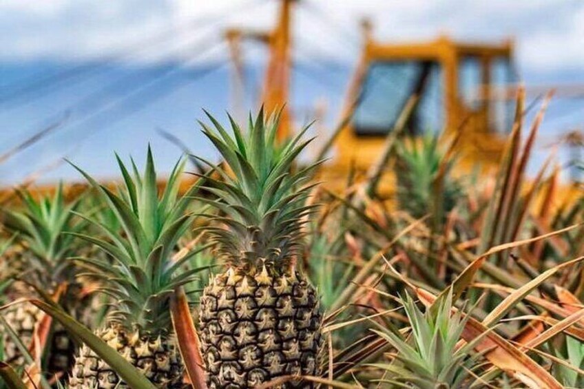Maui Pineapple Tour - 1.5 Hour Farm Tour in Haliimaile
