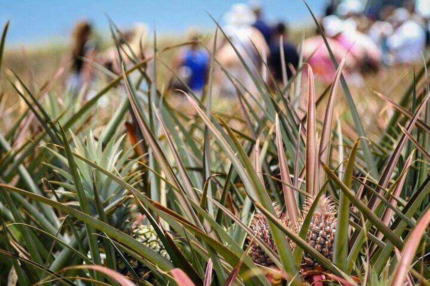 Maui Pineapple Tour - 1.5 Hour Farm Tour in Haliimaile