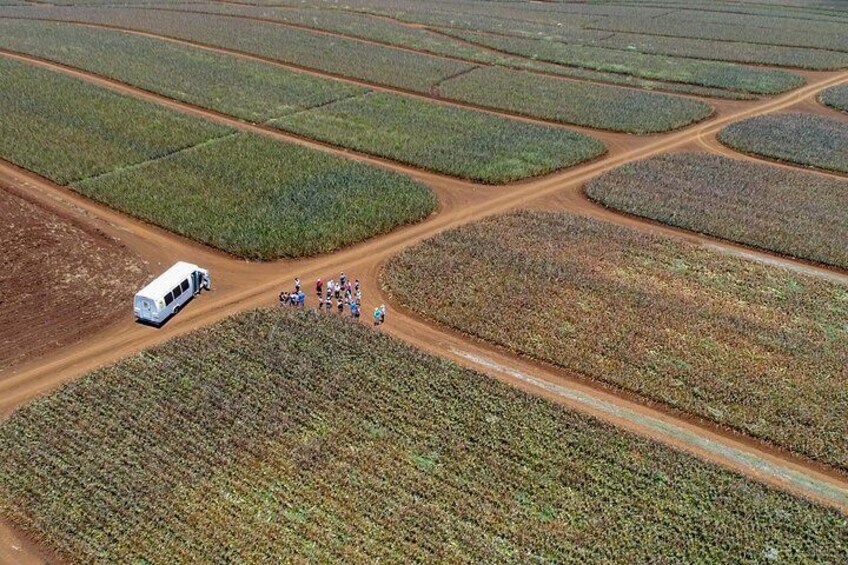 Maui Pineapple Tour