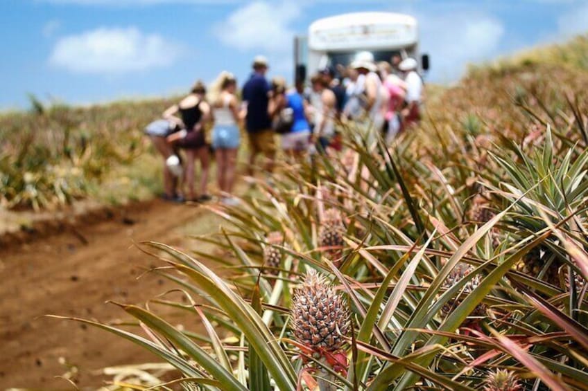 Maui Pineapple Tour - 1.5 Hour Farm Tour in Haliimaile