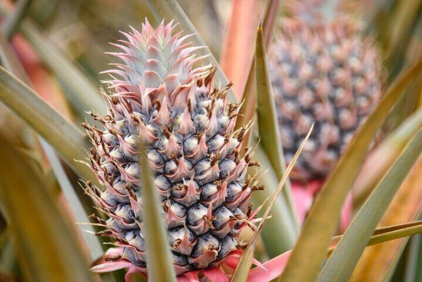 Maui Pineapple Tour - 1.5 Hour Farm Tour in Haliimaile