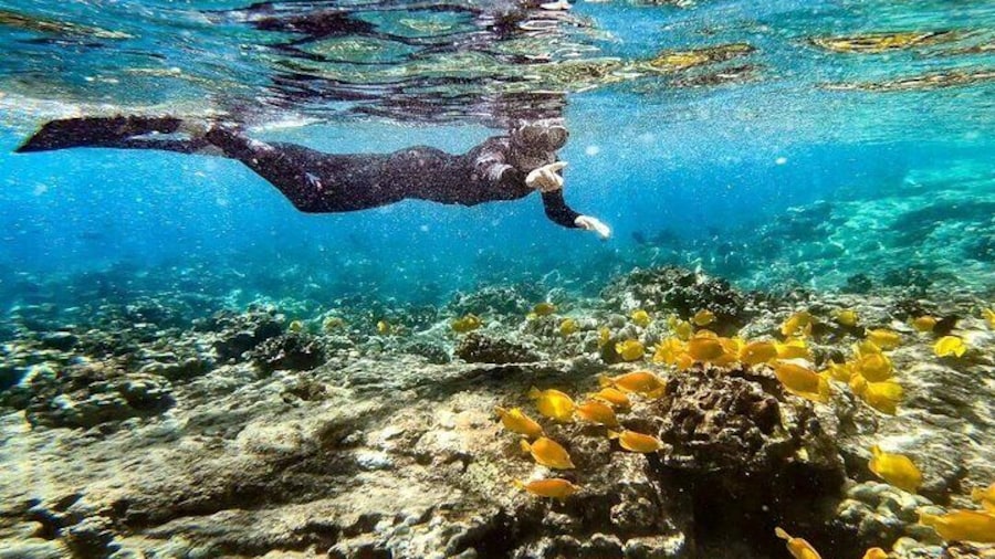 Kona's Deluxe Snorkel - Beat the Crowds to Captain Cook and Place of Refuge