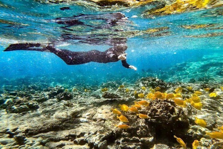 Kona's Deluxe Snorkel - Beat the Crowds to Captain Cook and Place of Refuge 