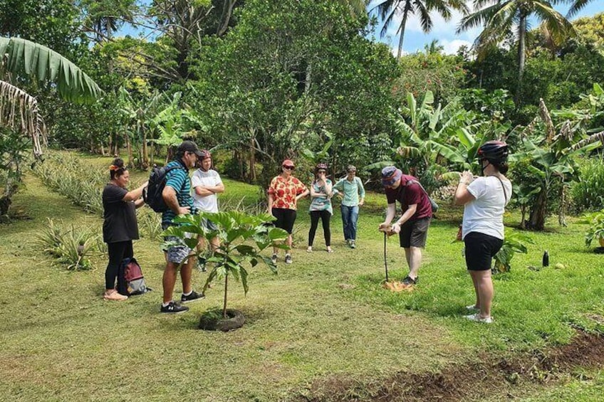 Husking a coconut