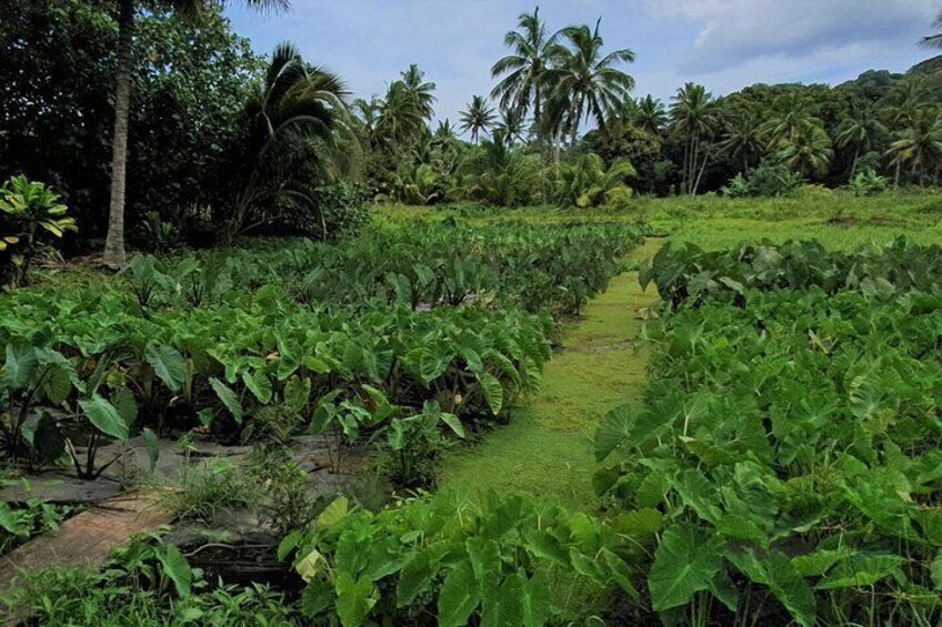 Taro patches