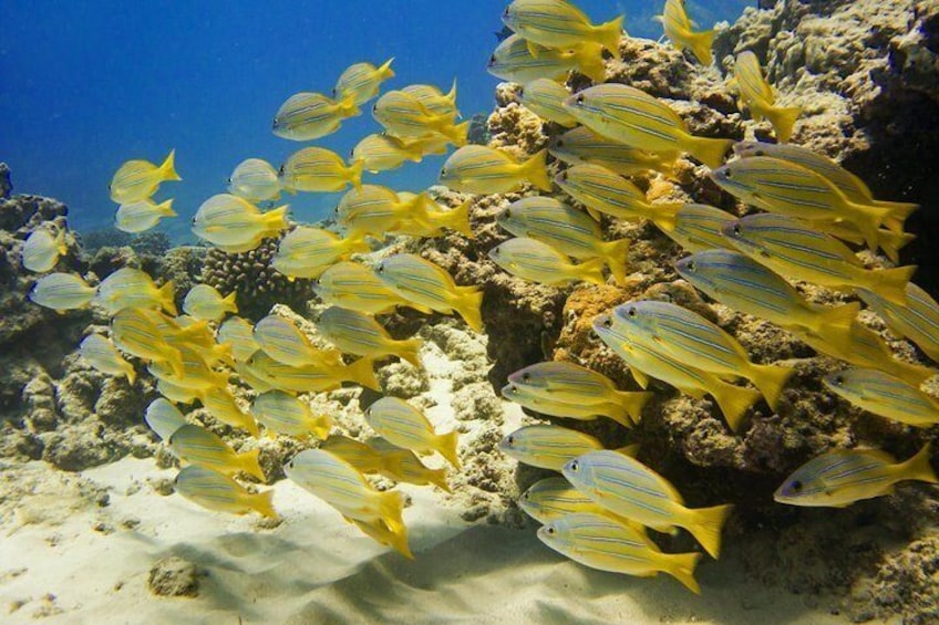 Blue Striped Snapper School