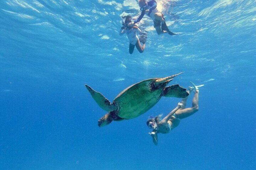 Turtle Canyons Snorkel Excursion from Waikiki, Hawaii