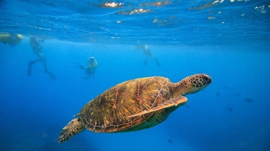 Snorkeling with Hawaiian Green Sea Turtles at Waikiki's Turtle Canyons