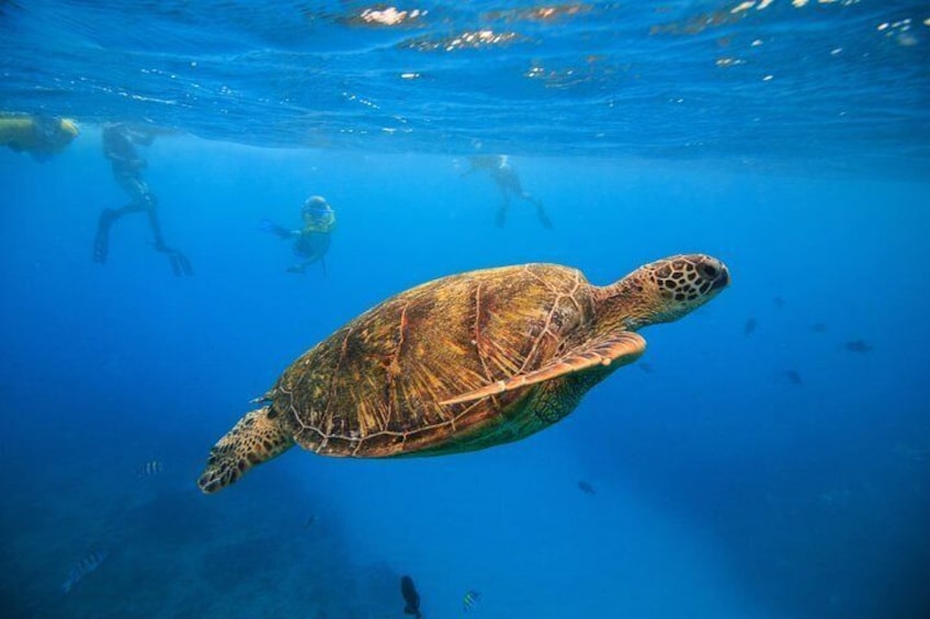 Snorkeling with Hawaiian Green Sea Turtles at Waikiki's Turtle Canyons