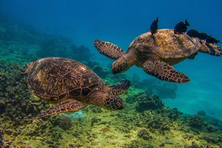 Turtle Cleaning Station