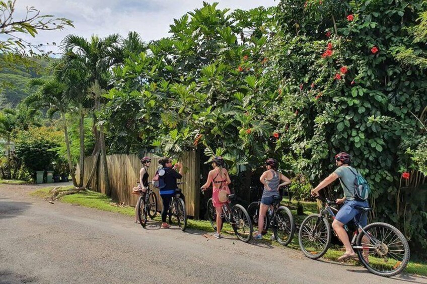 Stopping to look at some kuru (breadfruit)