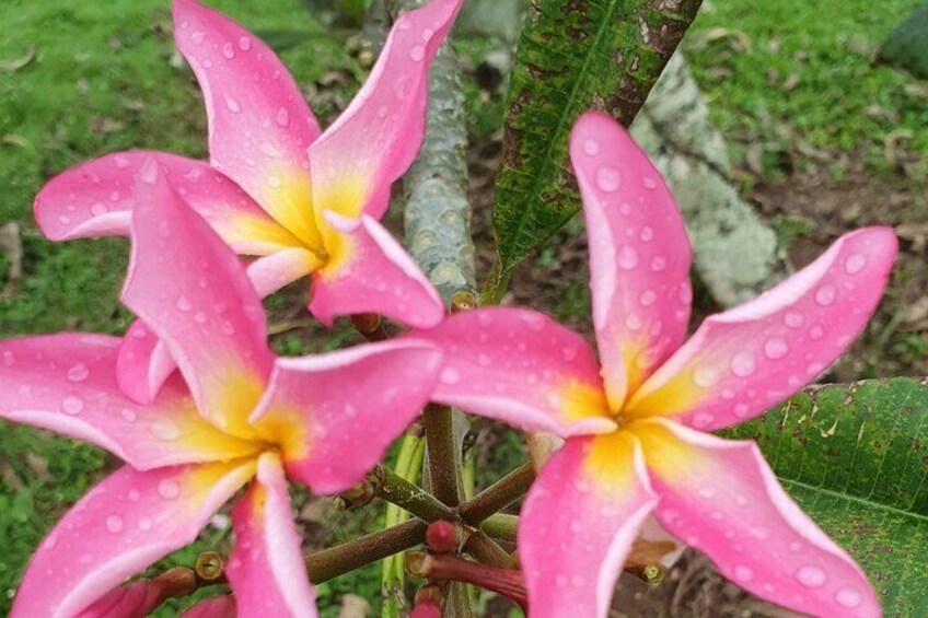 Tipani (Frangipani)