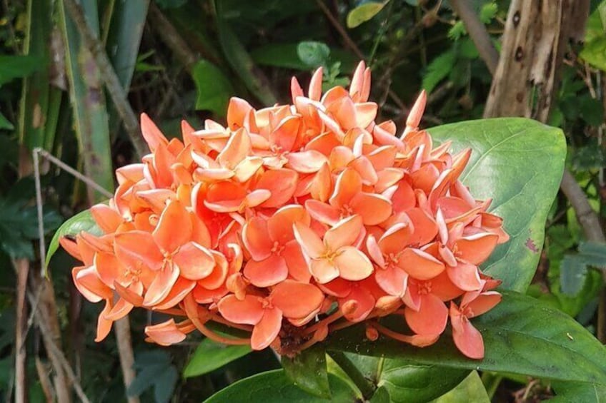 Orange Ixora flower